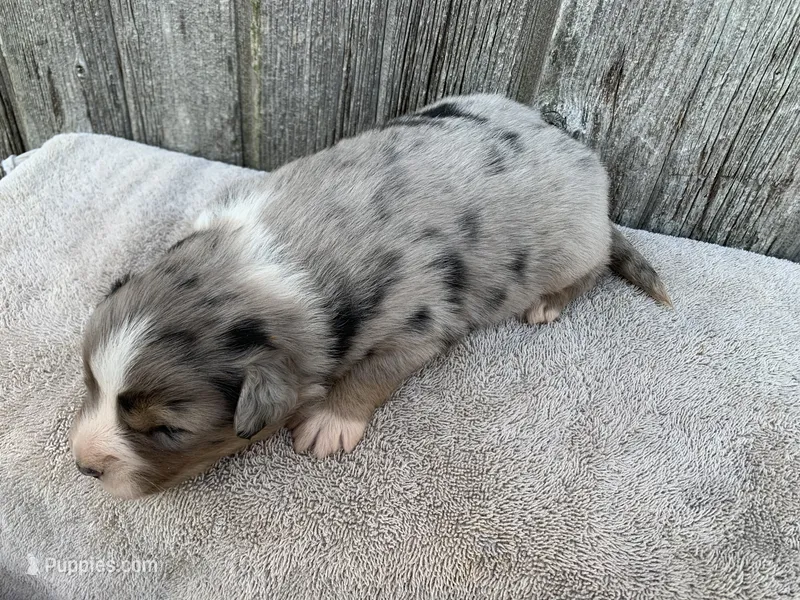 Ozzy – Australian Shepherd puppy for sale in Lake Odessa, MI