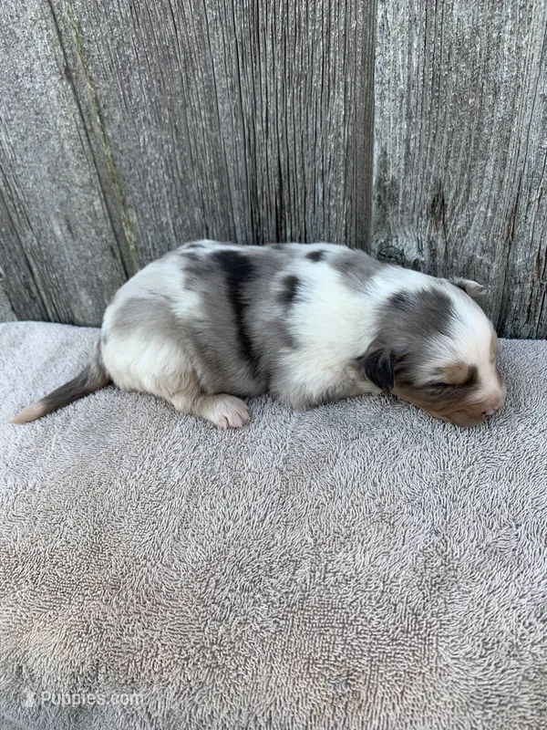 Winnie – Australian Shepherd puppy for sale in Lake Odessa, MI