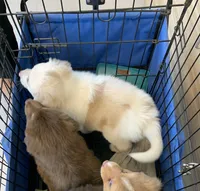 Ruby, a female Australian Shepherd for sale in Lake Odessa, MI – 2 of 9