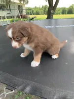 Violet, a female Australian Shepherd for sale in Lake Odessa, MI – 5 of 10