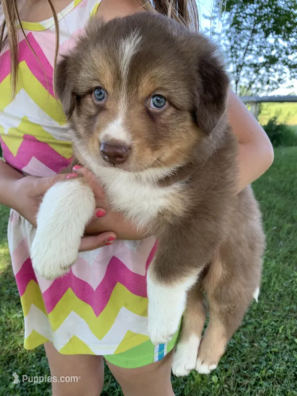 Cam – Australian Shepherd puppy for sale in Lake Odessa, MI