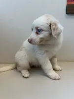 Ruby, a female Australian Shepherd for sale in Lake Odessa, MI – 6 of 9
