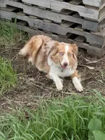 Ruby, a female Australian Shepherd for sale in Lake Odessa, MI – 6 of 7