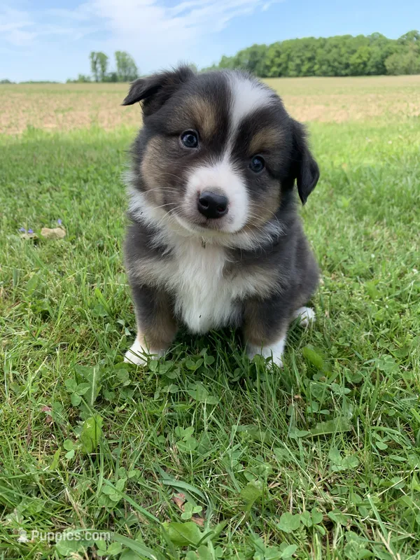 Blippi – Australian Shepherd puppy for sale in Lake Odessa, MI