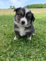 Blippi, a male Australian Shepherd for sale in Lake Odessa, MI – 1 of 8