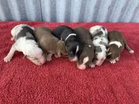 Meekah, a female Australian Shepherd for sale in Lake Odessa, MI – Photo 4 of 6