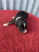 Meekah, a female Australian Shepherd for sale in Lake Odessa, MI – Photo 2 of 6