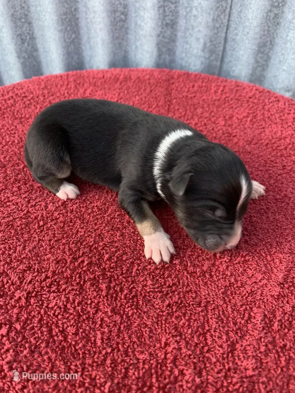 Meekah – Australian Shepherd puppy for sale in Lake Odessa, MI