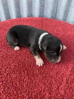 Meekah, a female Australian Shepherd for sale in Lake Odessa, MI – Photo 1 of 6