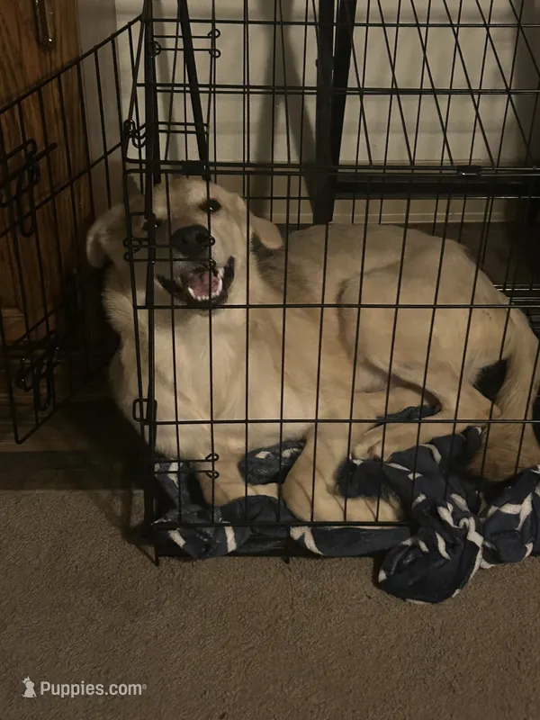 Scar – German Shepherd Dog, Alaskan Husky puppy for sale in Tacoma, WA