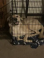 Scar, a male German Shepherd Dog and Alaskan Husky for sale in Tacoma, WA – 1 of 10