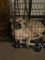 Scar, a male German Shepherd Dog and Alaskan Husky for sale in Tacoma, WA – 3 of 10