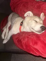 Scar, a male German Shepherd Dog and Alaskan Husky for sale in Tacoma, WA – 9 of 10