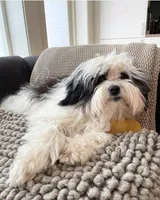 Shakur, a male Lowchen for sale in Temecula, CA – 4 of 4