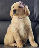 Bella, a female Golden Retriever for sale in Los Angeles, CA – 4 of 4