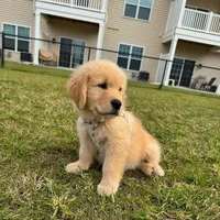 Max, a male Golden Retriever for sale in Los Angeles, CA – 2 of 3