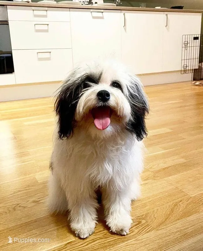 Shakur – Lowchen puppy for sale in Temecula, CA