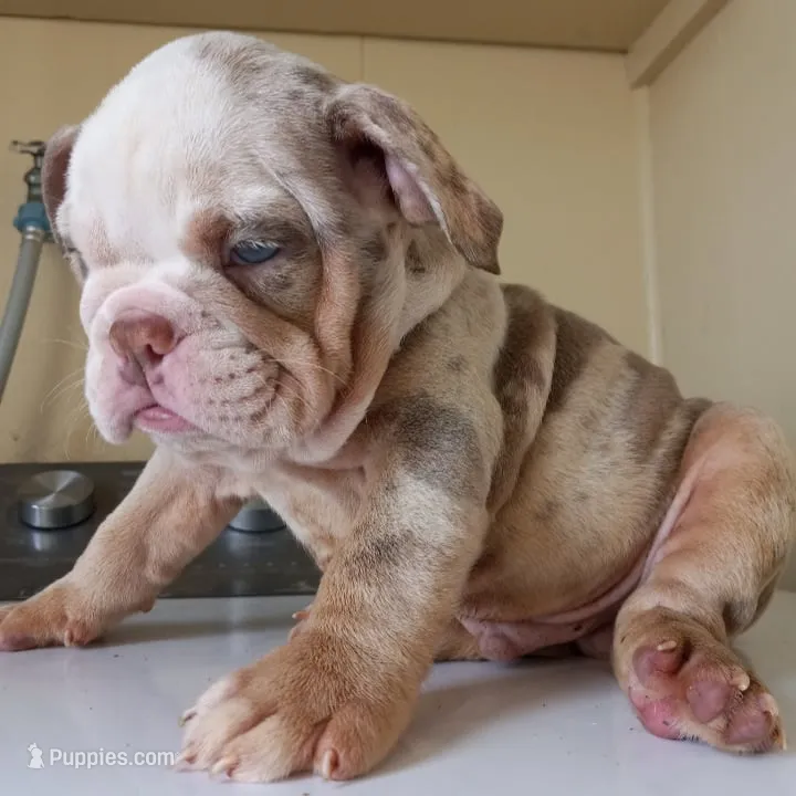 Coldy – English Bulldog puppy for sale in Temecula, CA