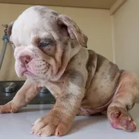 Coldy, a male English Bulldog for sale in Temecula, CA – 1 of 4