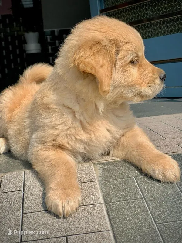 Jimmy – Golden Retriever puppy for sale in Temecula, CA