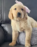 Bella, a female Golden Retriever for sale in Los Angeles, CA – 3 of 4