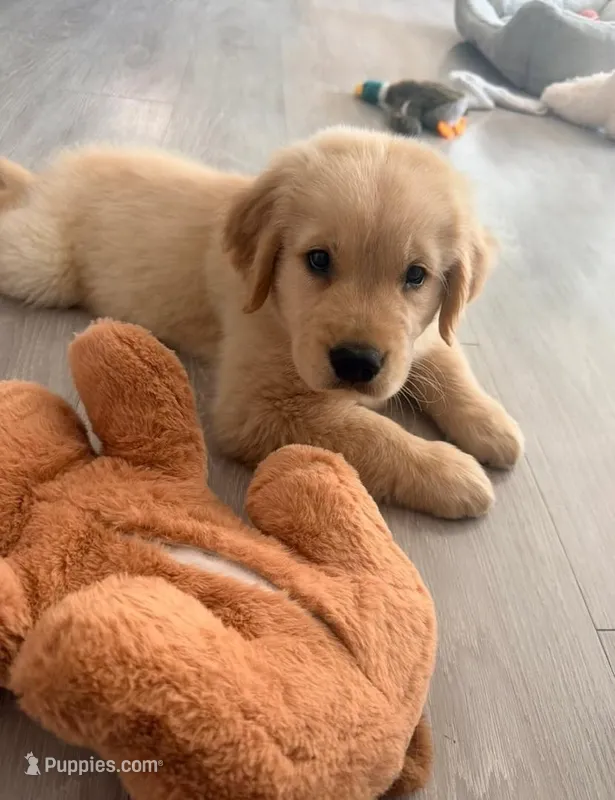 Zizou – Golden Retriever puppy for sale in San Francisco, CA