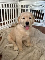 Kobe, a female Golden Retriever for sale in Temecula, CA – 3 of 3