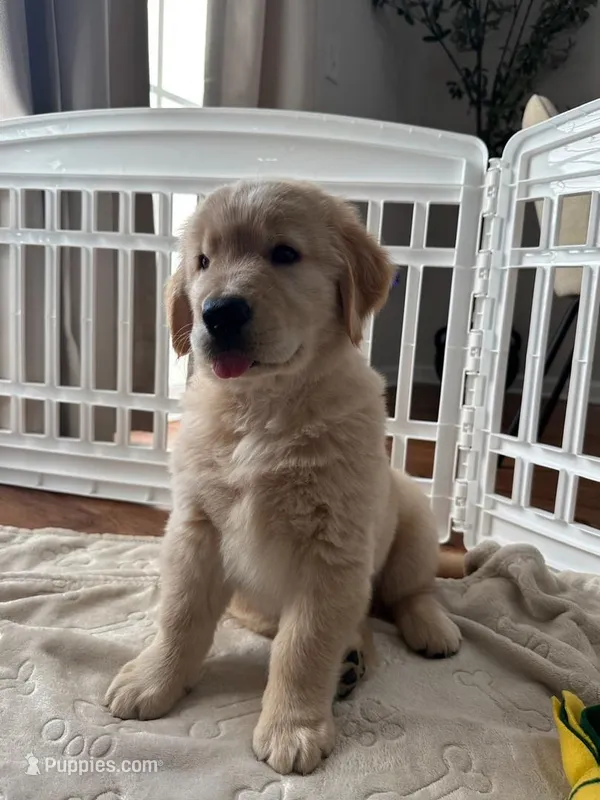 Poleman – Golden Retriever puppy for sale in Temecula, CA