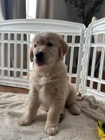 Poleman, a male Golden Retriever for sale in Temecula, CA – 1 of 3