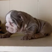 Bella, a female English Bulldog for sale in Temecula, CA – 4 of 4