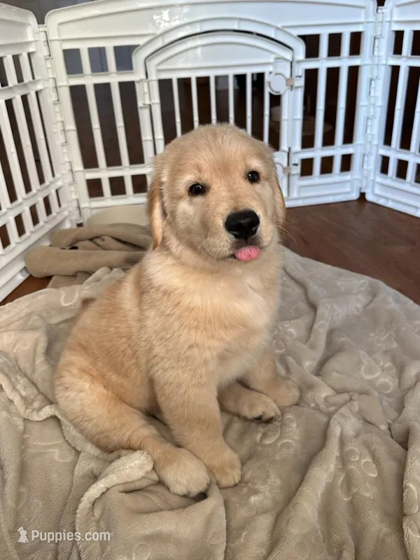 Kobe – Golden Retriever puppy for sale in Temecula, CA