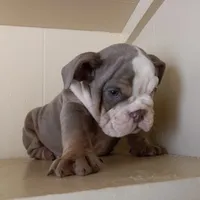 Bella, a female English Bulldog for sale in Temecula, CA – 2 of 4