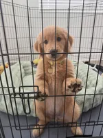 Charlie, a male Golden Retriever for sale in Los Angeles, CA – 2 of 2