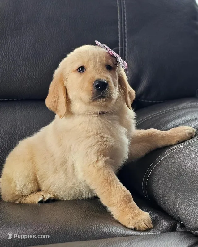 Bella – Golden Retriever puppy for sale in Los Angeles, CA