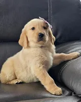 Bella, a female Golden Retriever for sale in Los Angeles, CA – 1 of 4