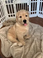 Kobe, a female Golden Retriever for sale in Temecula, CA – 2 of 3