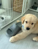 Jack, a male Golden Retriever for sale in San Francisco, CA – 3 of 3