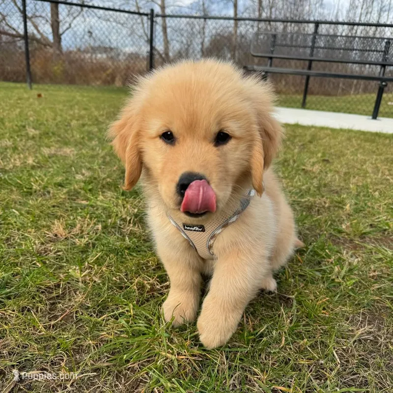 Max – Golden Retriever puppy for sale in Los Angeles, CA