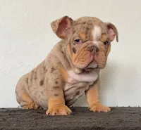 Gutta, a male English Bulldog for sale in Temecula, CA – 3 of 4