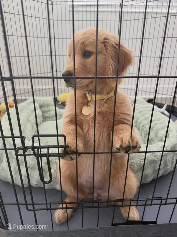 Charlie – Golden Retriever puppy for sale in Los Angeles, CA