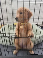 Charlie, a male Golden Retriever for sale in Los Angeles, CA – 1 of 2