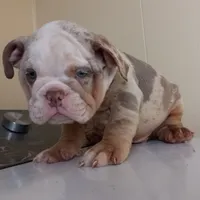 Coldy, a male English Bulldog for sale in Temecula, CA – 4 of 4