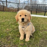 Max, a male Golden Retriever for sale in Los Angeles, CA – 3 of 3