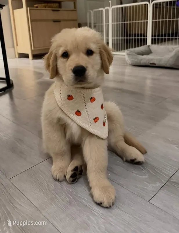 Jack – Golden Retriever puppy for sale in San Francisco, CA