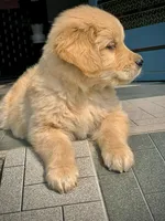 Jimmy, a male Golden Retriever for sale in Temecula, CA – 2 of 3