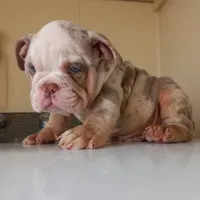 Coldy, a male English Bulldog for sale in Temecula, CA – 3 of 4