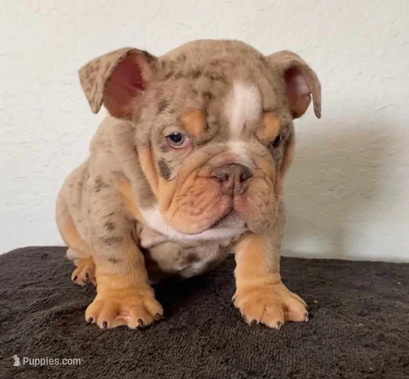 Gutta – English Bulldog puppy for sale in Temecula, CA