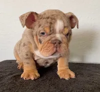 Gutta, a male English Bulldog for sale in Temecula, CA – 1 of 4