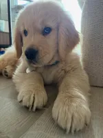 Jack, a male Golden Retriever for sale in San Francisco, CA – 2 of 3