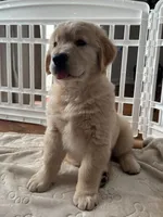 Poleman, a male Golden Retriever for sale in Temecula, CA – 2 of 3